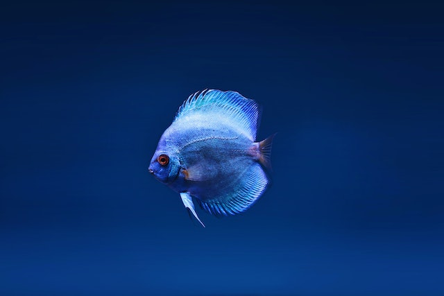 Können Fische musikalisch sein? Nicht, wenn sie stumm sind - so wie dieses Tier.
